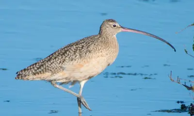 Florida birds with long beaks