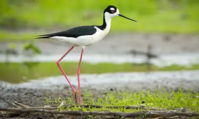 Florida birds with long legs