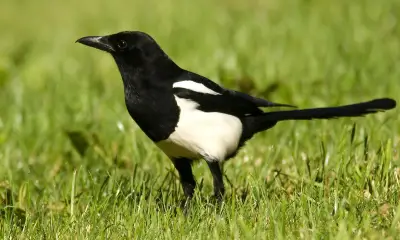 Large black and white birds