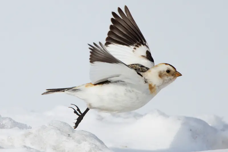 Photo of Snow Bunting adult male