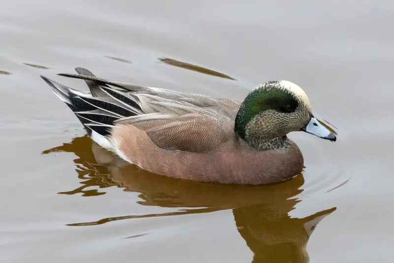 Photo of American Wigeon adult male