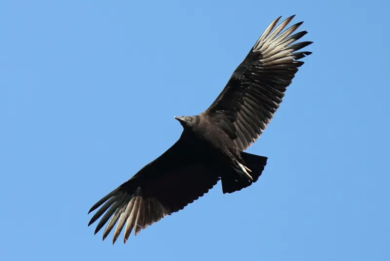 Photo of Black Vulture in flight