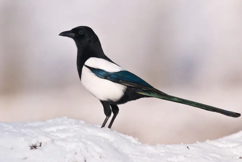 Photo of Black-billed Magpie