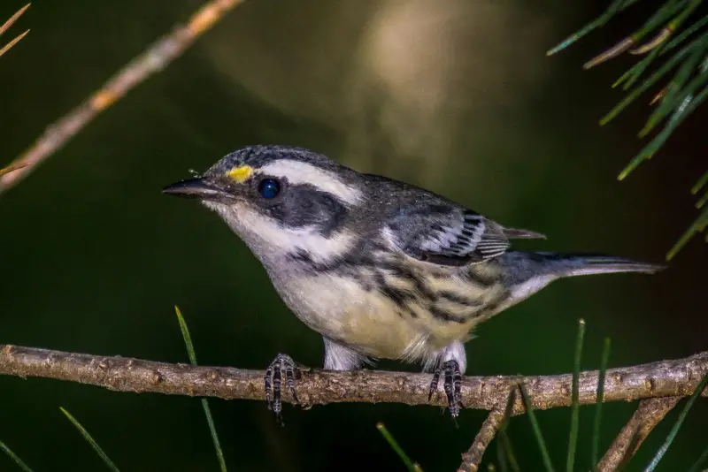 Photo of Black-throated Gray Warbler adult male