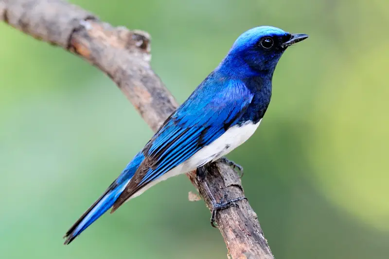 Photo of Blue-and-white Flycatcher