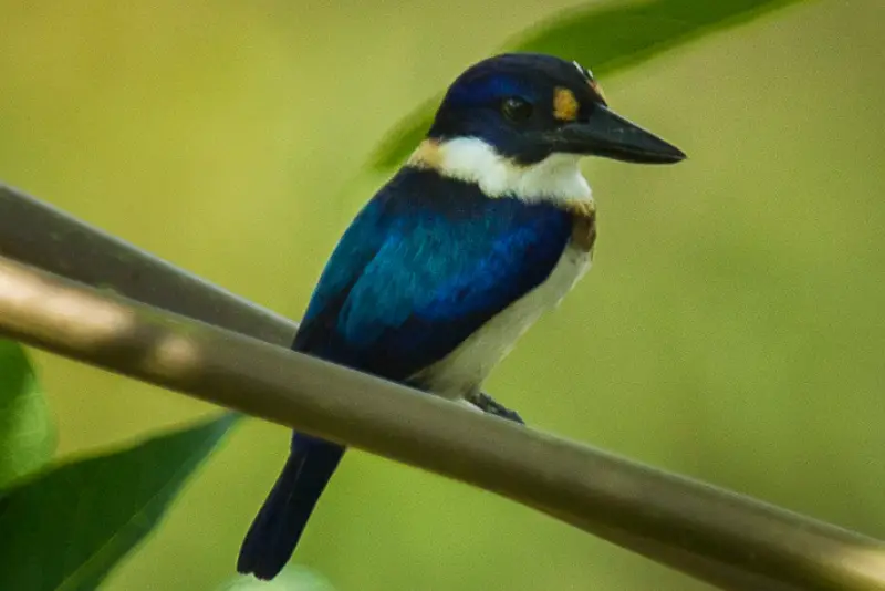 Photo of Blue-and-white Kingfisher