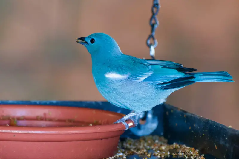 Photo of Blue-gray Tanager