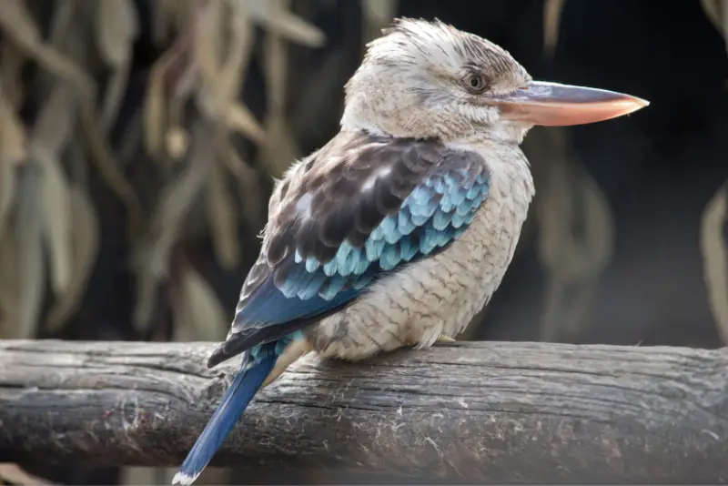 Photo of Blue-winged Kookaburra
