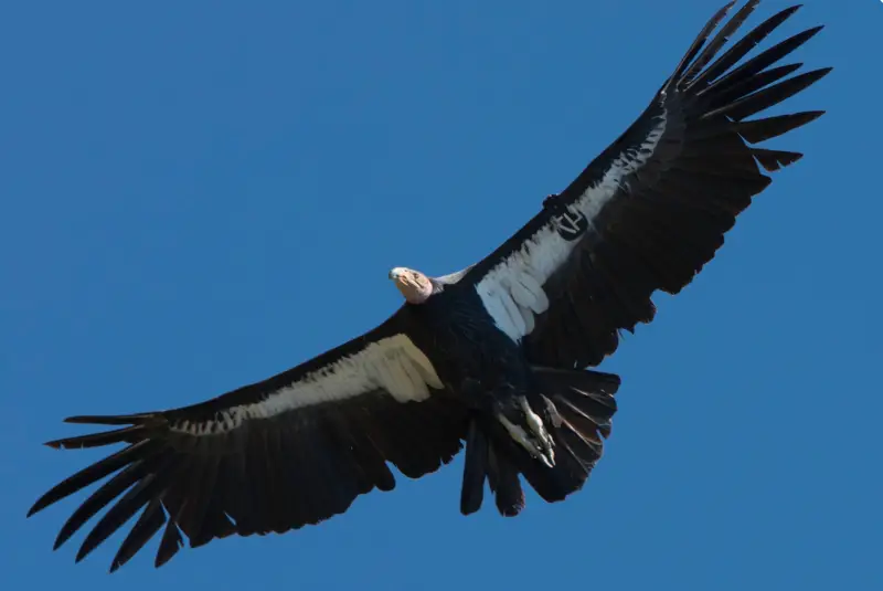 Photo of California Condor in flight