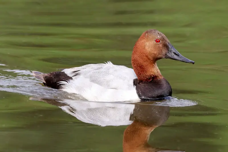 Photo of Canvasback adult male