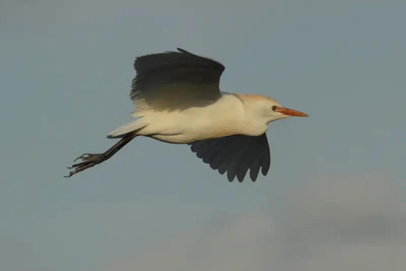 Photo of Cattle Egret in flight