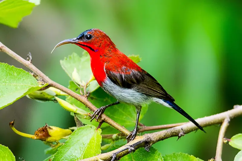 Photo of Crimson Sunbird