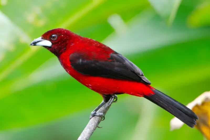 Photo of Crimson-backed Tanager