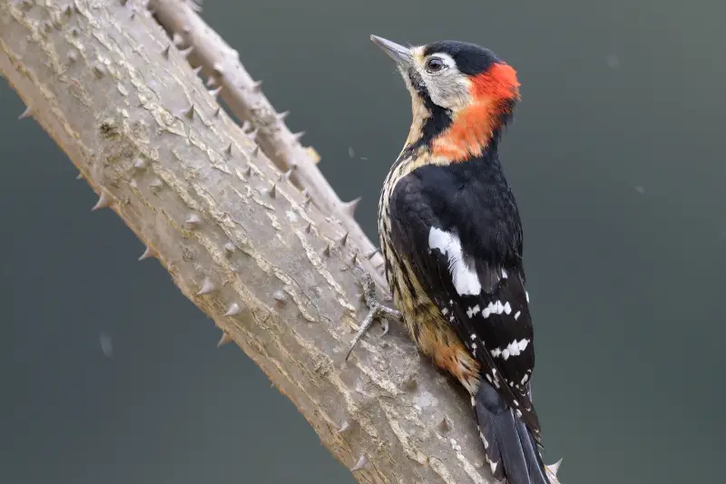Photo of Crimson-breasted Woodpecker