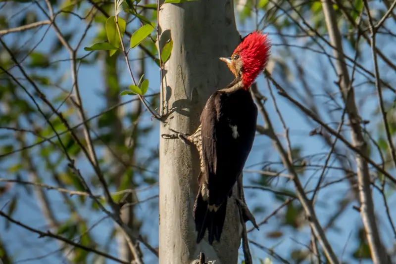 Photo of Crimson-crested Woodpecker