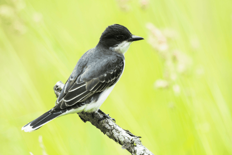 Grey and black birds – Global Birding Initiative
