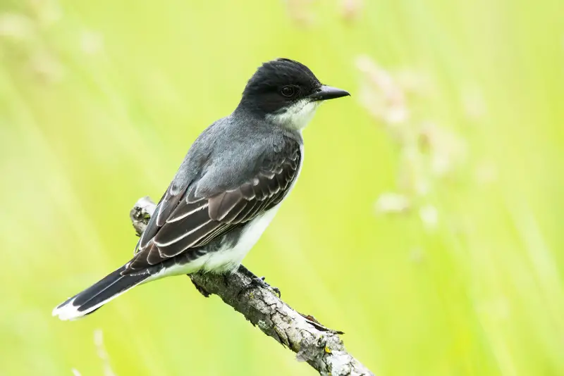 Photo of Eastern Kingbird adult