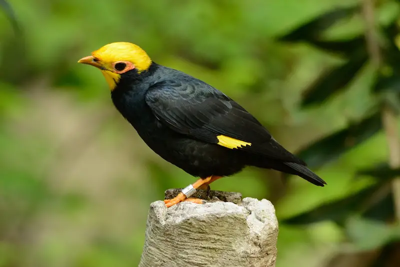 Photo of Golden-crested Mynah