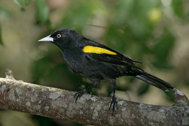 Photo of Golden-winged Cacique