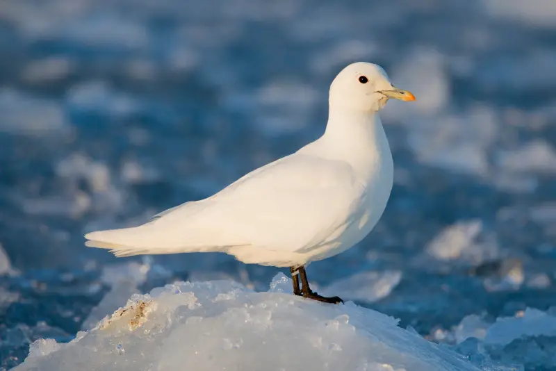 Photo of Ivory gull adult male