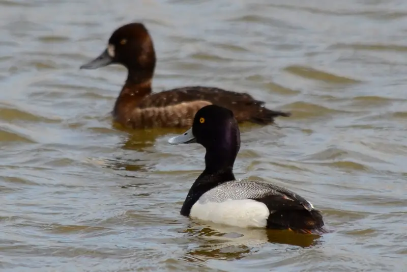 Photo of Lesser Scaup adult male and female