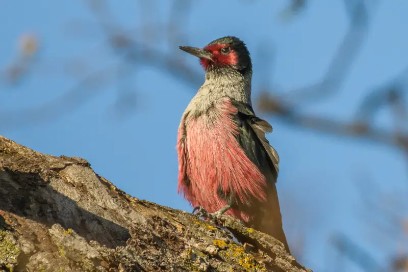 Photo of Lewis's Woodpecker