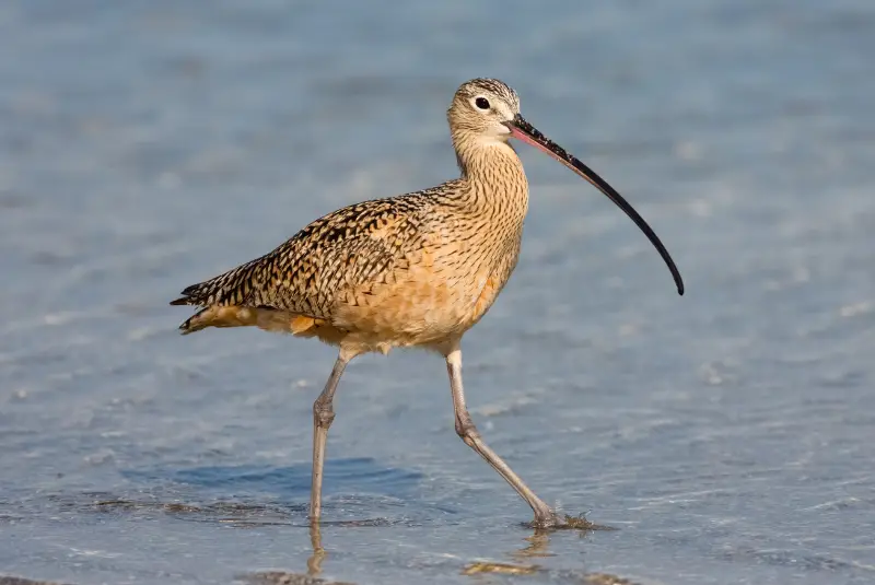 Photo of Long-billed Curlew
