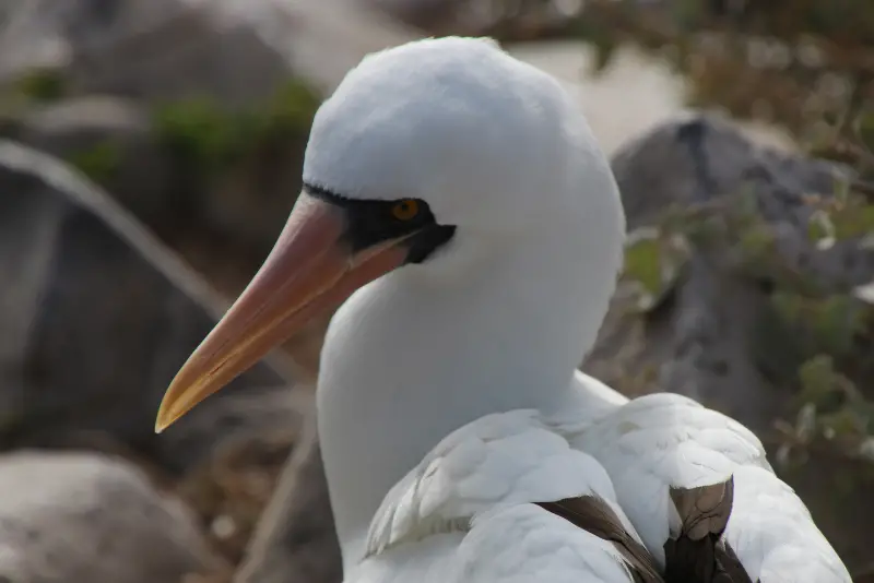 Photo of Masked Booby