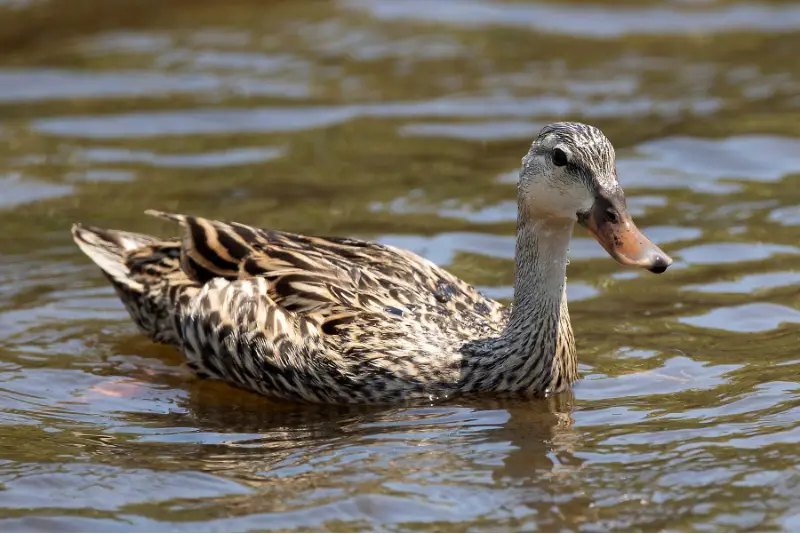Photo of Mottled Duck adult