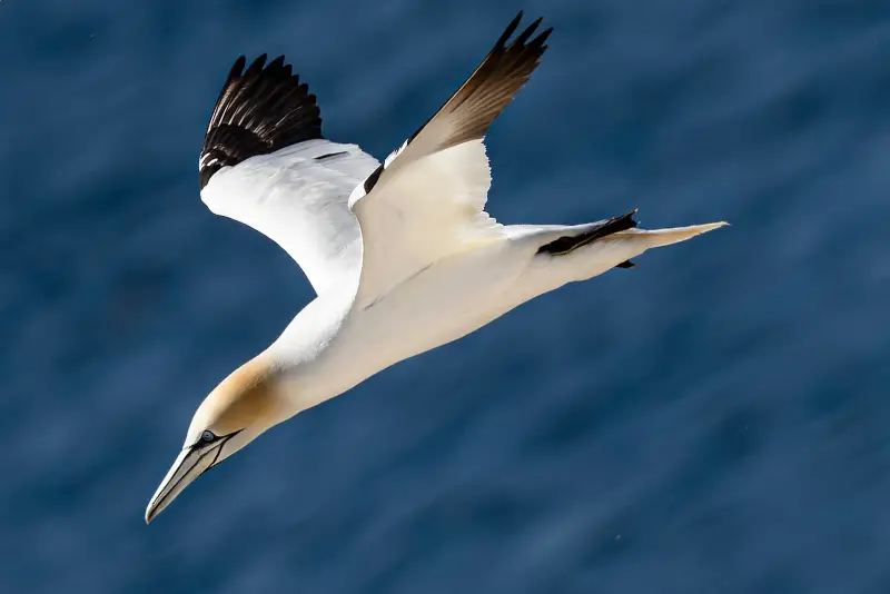Photo of Northern Gannet adult in flight
