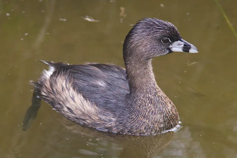 Photo of PIed-billed Grebe