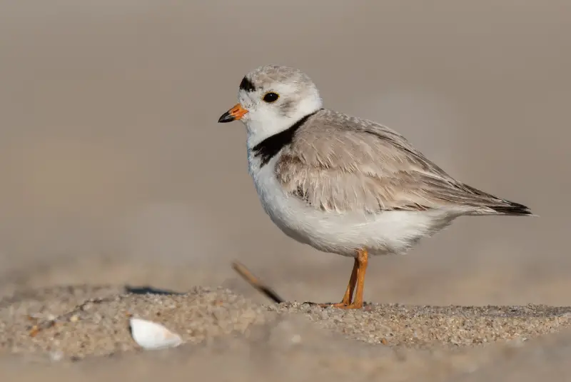 Photo of Piping Plover