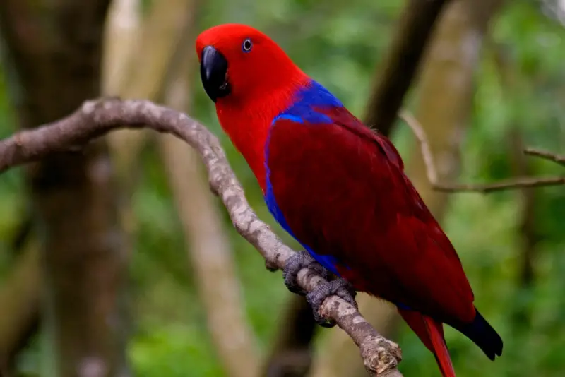 Photo of Red Lory