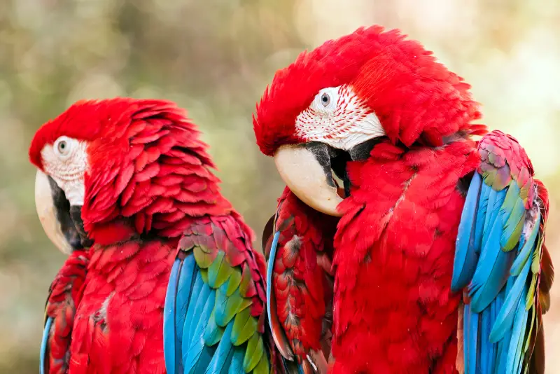 Photo of Red-and-green Macaw
