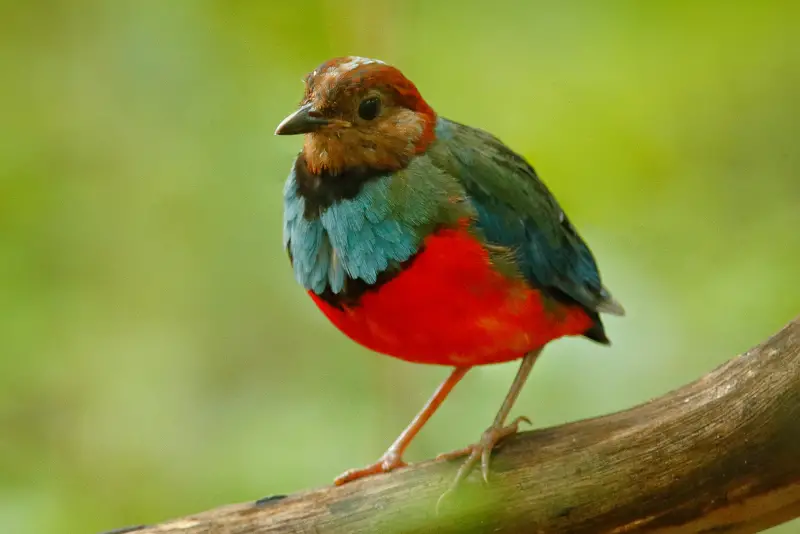 Photo of Red bellied Pitta
