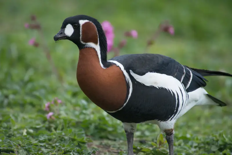 Photo of Red-breasted Goose