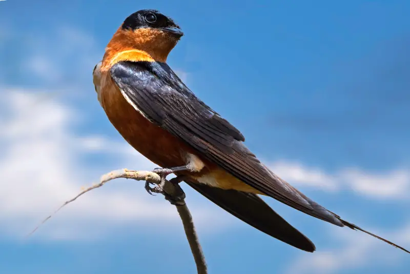 Photo of Red-breasted Swallow