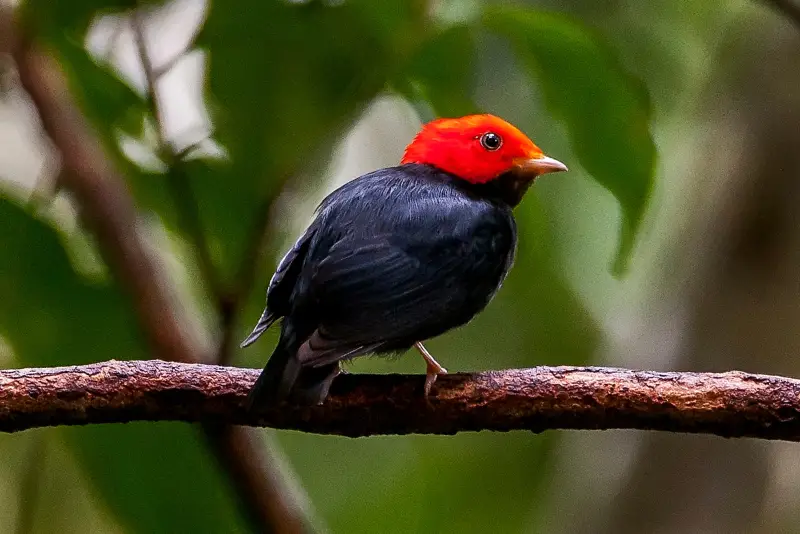 Photo of Red-headed Manakin