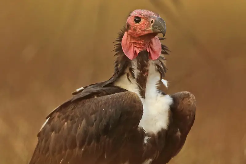 Photo of Red-headed Vulture