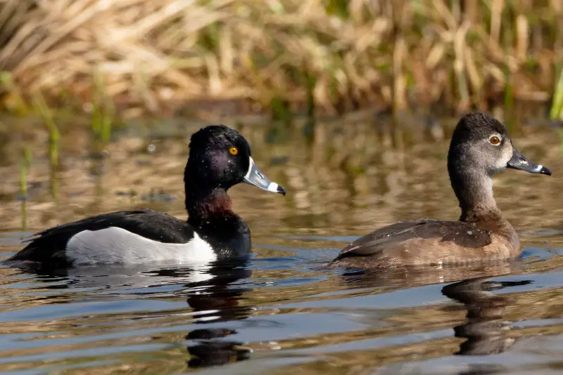 Photo of Ring-necked Duck adult male and female