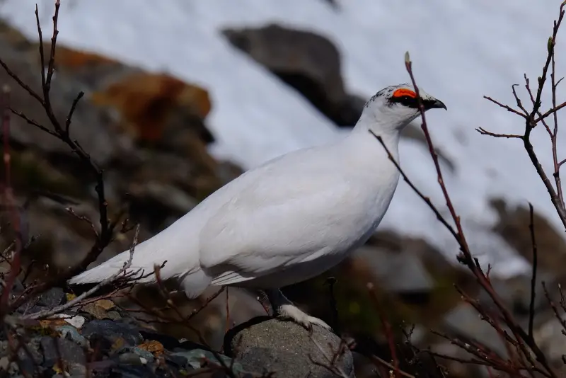 Photo of Rock Ptarmigan adult male in white plumage