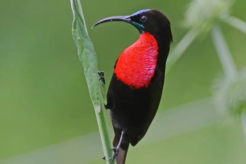 Photo of Scarlet-chested Sunbird