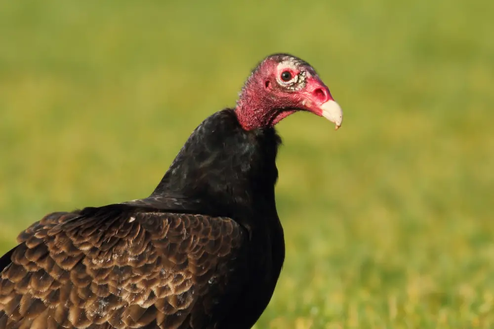 Photo of Turkey Vulture perched on the ground