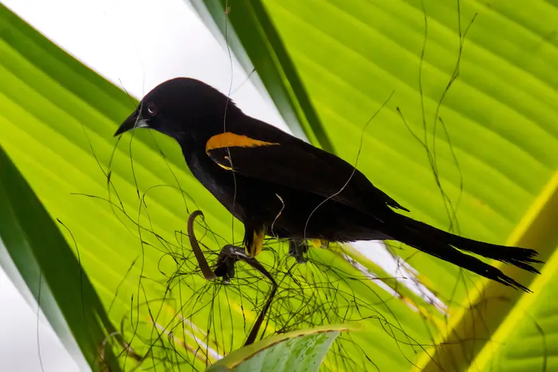 Photo of Variable Oriole