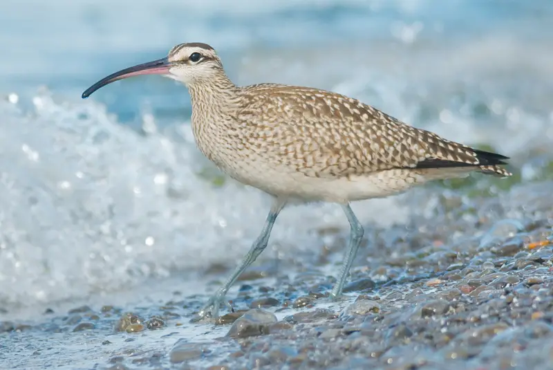 Photo of Whimbrel
