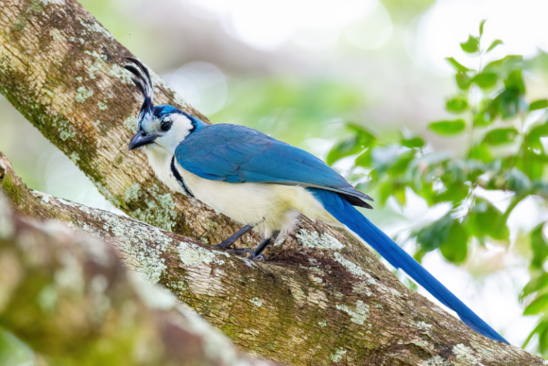 Blue and white birds – Global Birding Initiative