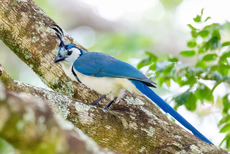Photo of White-throated Magpie-jay