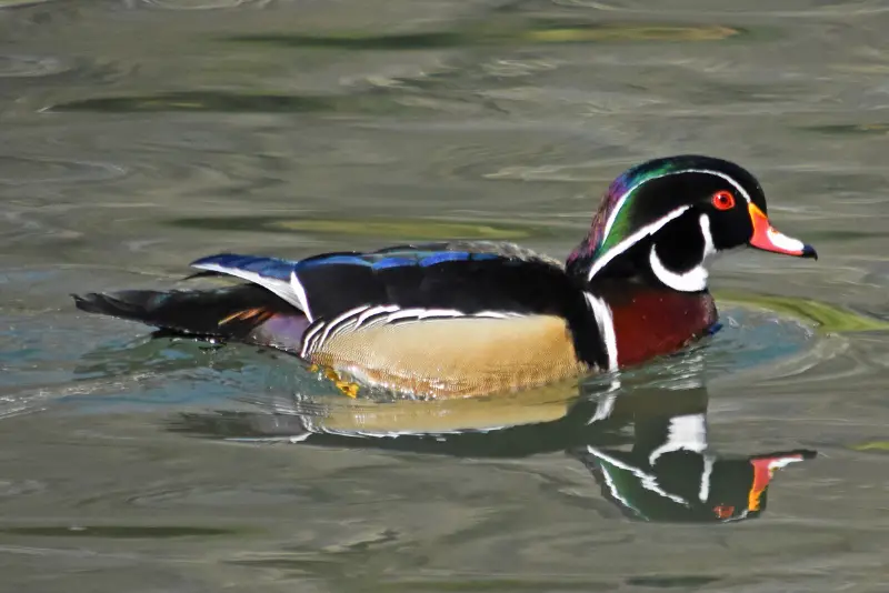 Photo of Wood Duck adult male