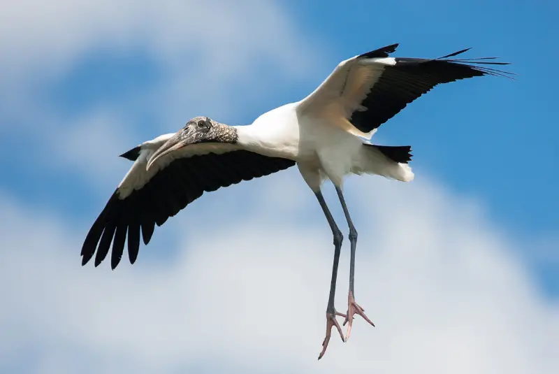 Photo of Wood Stork in flight