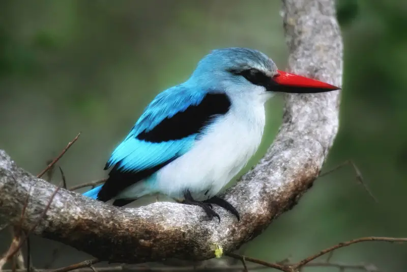 Photo of Woodland Kingfisher
